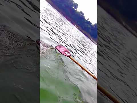 #beautifulnature ✨Best wishes on Narmada Jayanti 🕉️🦢