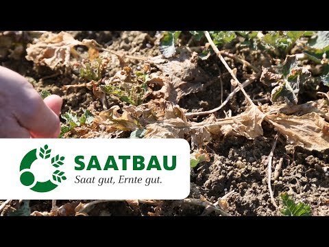 Winterraps - Pflanzenschutz im Frühjahr