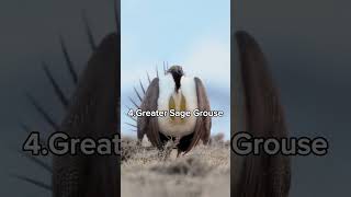 Download lagu Part 5 | Iconic Bird Sounds #shorts mp3