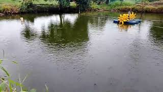 Chuyện lạ có thật mô hình chăn nuôi cá rô phi làm giàu từ đây