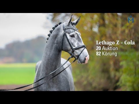 Nr. 20 Hengst v. Lethago Z - Cola