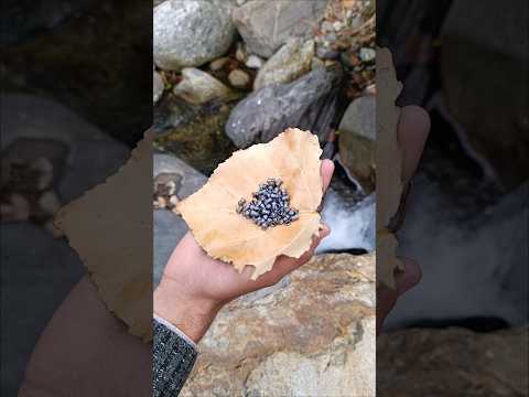 Birds hunting with airgun|best pellet airgun #hunting #airgunhunting #birdhunting #airgunhunters