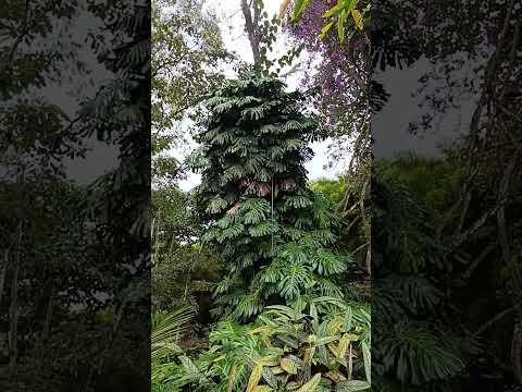 El Carmen viboral Antioquia,  Agua Claras