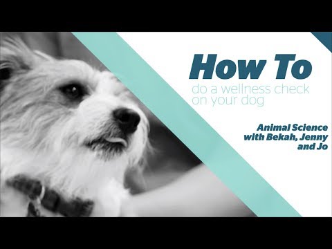 How to: do a wellness check on your dog