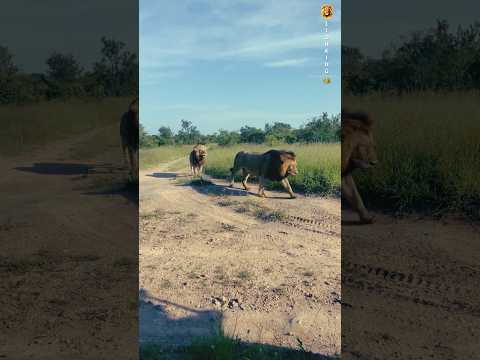 Jungle Jibber-Jabber: Two Lions Take a Stroll and Share Their Thoughts"#lionking #nature #shorts
