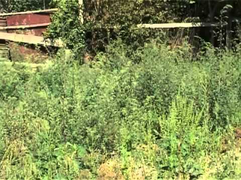 Ambrozija u ulici Bele Gabrića