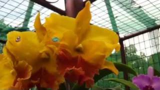 preview picture of video 'Yellow cattleyas'