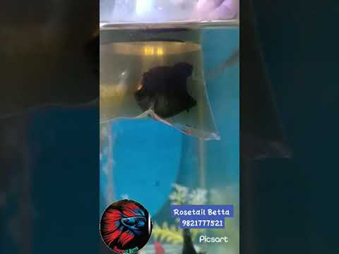 White yellow red blue black rosetail betta fish, packaging t...