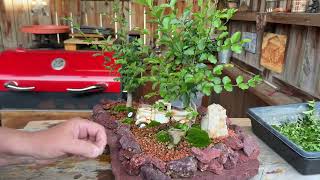 Pruning Privets and Penjings