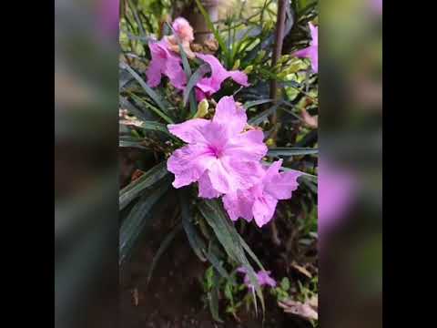 🌺🌷🌺 Alakananda🌺🌷🌺         #assamese #flowers #garden #trending #tanushree #tanushreetamuli