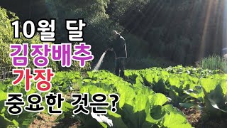 시월 달 배추재배 가장 중요한 것은 바로 이것입니다