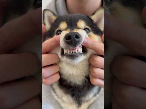 ASMR | Manyu's Immersive Sleep Spa