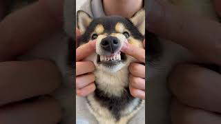 Download lagu ASMR | Manyu's Immersive Sleep Spa mp3