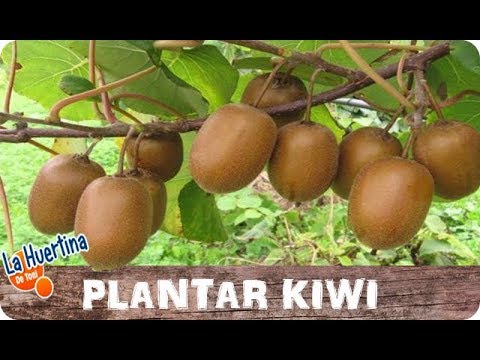 , title : 'Como Plantar Kiwi En Casa Fácil || Cultivo Casero || La Huertina De Toni'