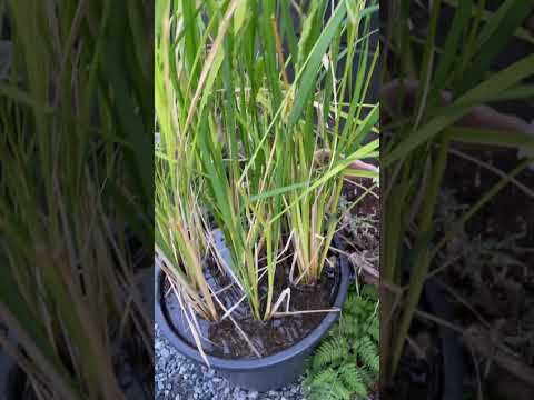 太陽に満ちたプランター用の植物: トップ 5 + おまけに熱波に最も強い花も！  庭園