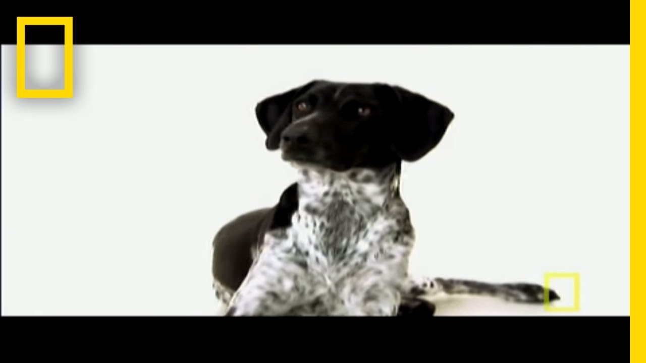 Is Your Dog a Genius? | National Geographic