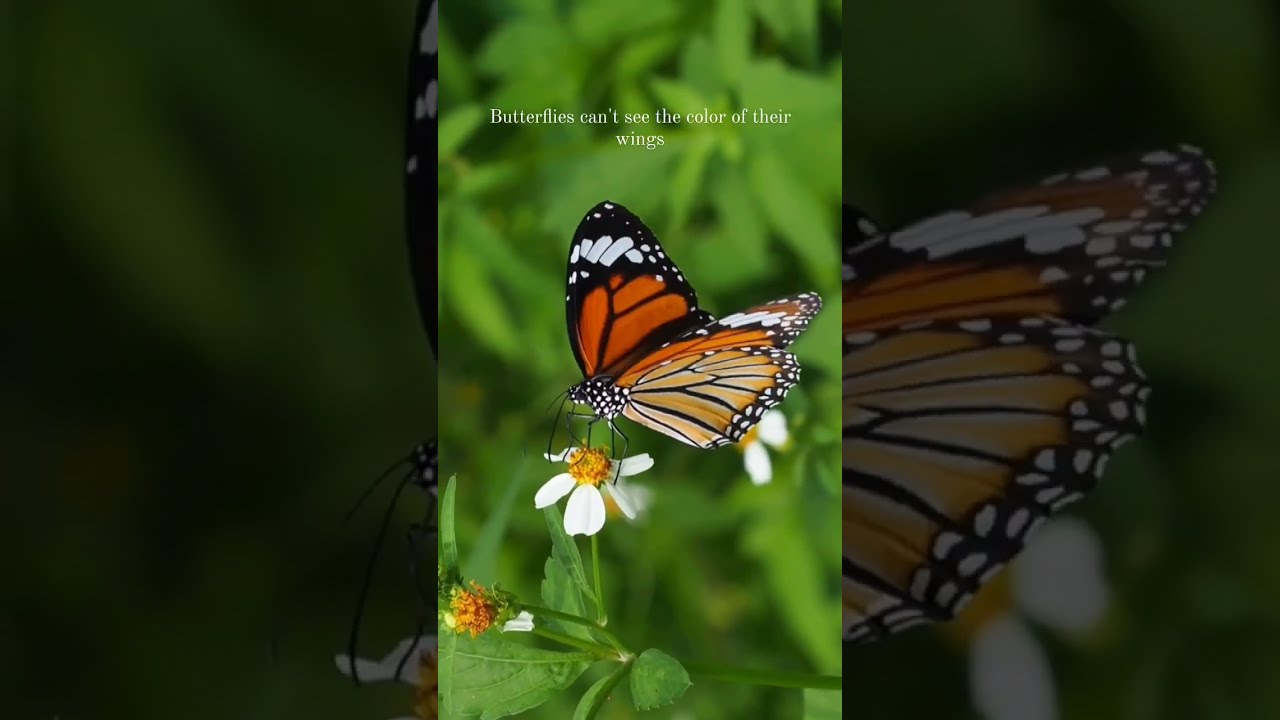 Butterflies can't see... #inspiration #encouragement #worth #beautiful #inspirational #quotes