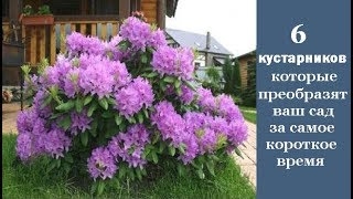 ❀ 6 кустарников, которые преобразят ваш сад за самое короткое время