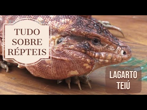 ALL ABOUT REPTILES | TEGU LIZARD