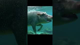 Pig  Fish!