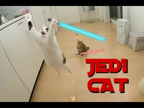 Ultimate Compilation Cat Jedi - 2016
