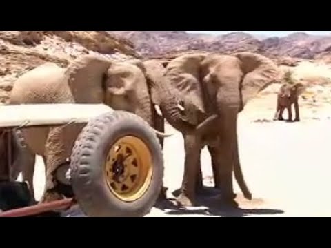 Namibian Elephant Memory | Extreme Animals | BBC Studios