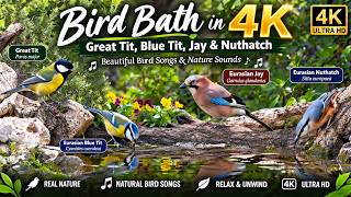 Download lagu Burung Tit Besar, Tit Biru, Jay & Nuthatch | Nyanyian Burung yang Indah & Suara Alam 🎶💧 mp3