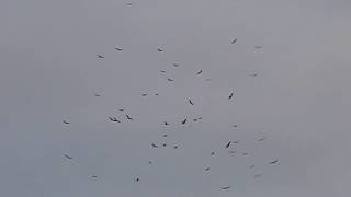 Vulture Swarm Over Lowe's (Part 4)