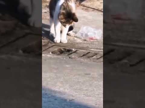 cat catching rat from the drain