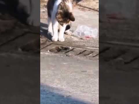 cat catching rat from the drain