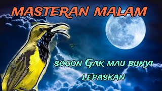 Download lagu terapi malam sogon gacor pendongkrak emosi mp3