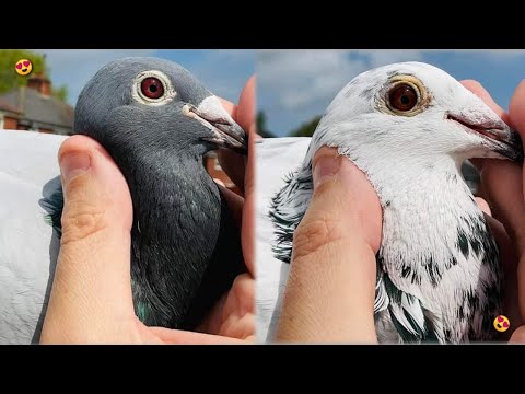 FASTEST NATIONAL BOURGES 39,072 PIGEONS !
