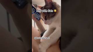 Life with cats 🐱 #cat #funny #ねこ #katze #funnycats #cute #pets