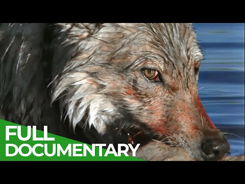 White Wolf Life & Death of the Hayden Valley Pack