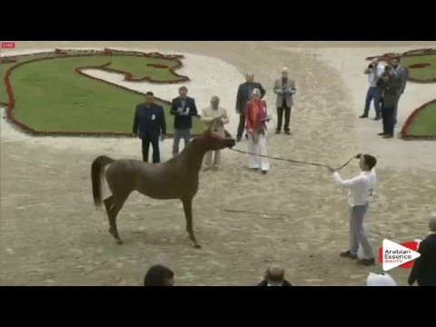 N.72 ELLE FLAMENCA - Sharjah 2016 - 3 years old Fillies (Class 4)