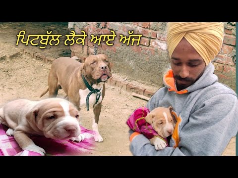 Pitbull da bacha lake aaye aaj/pitbull Dog baby