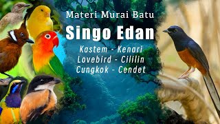 Download lagu Murai batu SINGO EDAN susunan materi lagu || rahasia masteran Mb singo edan || MB juara || mp3