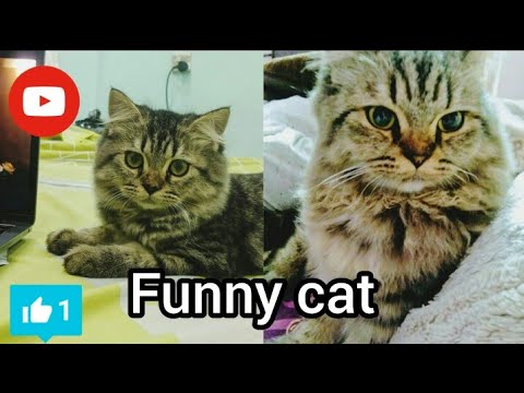 Active cat | playful funny cat | cat playing with balls toys and wires