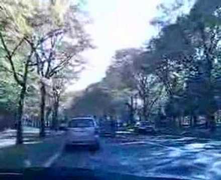 Driving on a tree-lined street