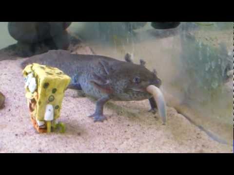 Axolotl eating an earthworm