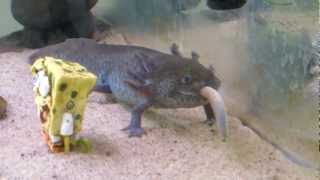 Axolotl eating an earthworm