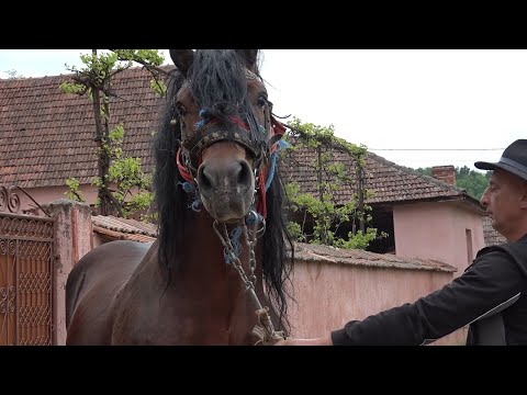 Caii lui Horica de la Rapoltel, Hunedoara - 2023 Nou!!!