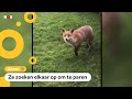 Vossen lopen steeds vaker rond in de stad