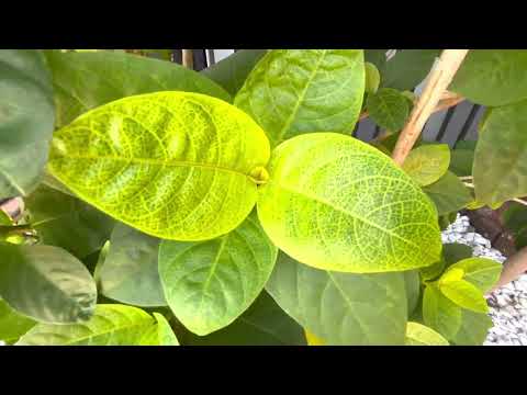 Quality Inn South Miami Pool Deck Garden Tour