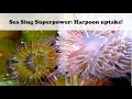 The Ocean's Menagerie: Sea slugs in tidepools!