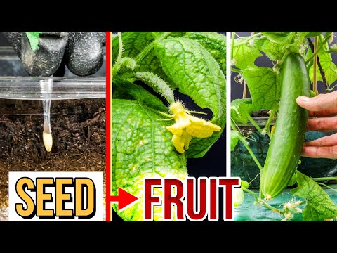 Growing Cucumbers from Seed to Fruit (80 Days Time Lapse)