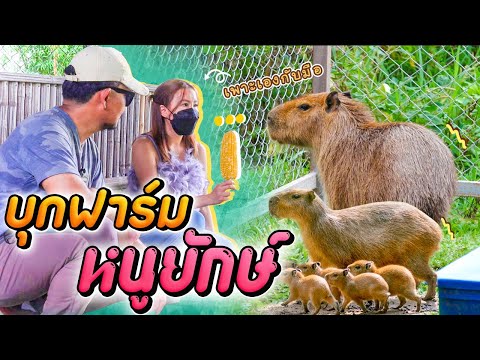 บุกฟาร์ม หนูยักษ์คาปิบาร่า สัตว์ฟันแทะที่ใหญ่ที่สุดในโลก