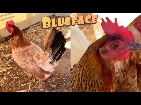 San Simo Blueface hatch/Miner Blue