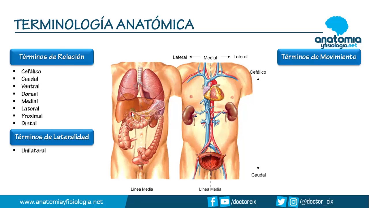 TERMINOLOGÍA ANATÓMICA || Resúmenes de Anatomía y Fisiología
