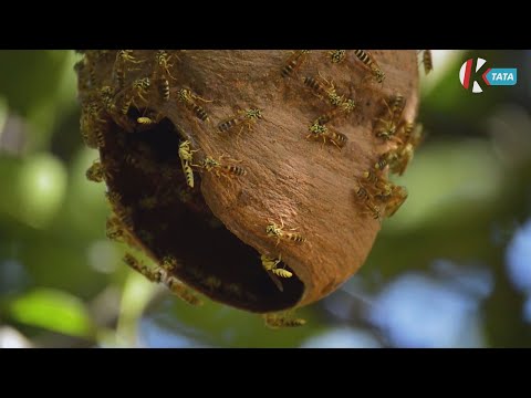 Mit tegyünk darázsfészek és darázscsípés esetén?
